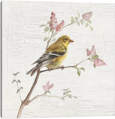 Vintage Female Goldfinch Canvas Art Print - French Country Décor