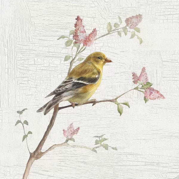 French Country Décor: Vintage Female Goldfinch by Danhui Nai
