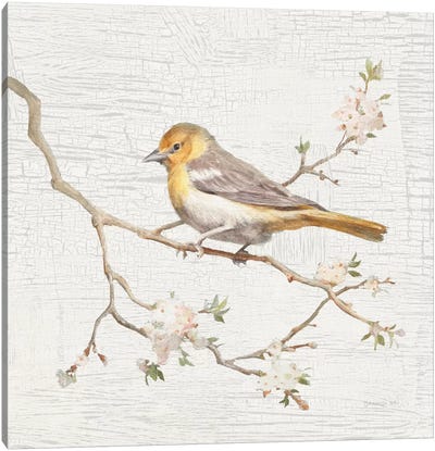 Vintage Northern Oriole Canvas Art Print - French Country Décor
