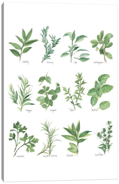Herb Chart I Canvas Art Print - Herb Art