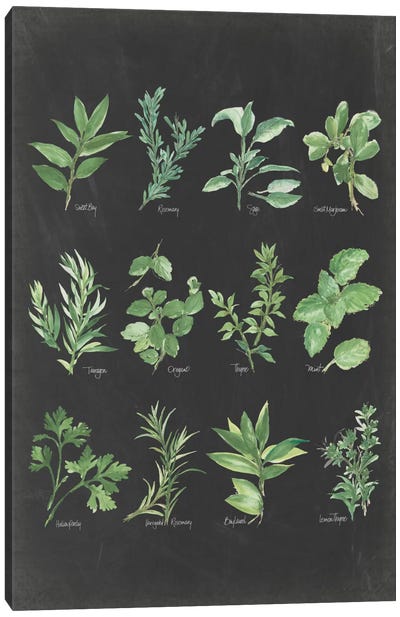 Herb Chart II Canvas Art Print - Plant Art