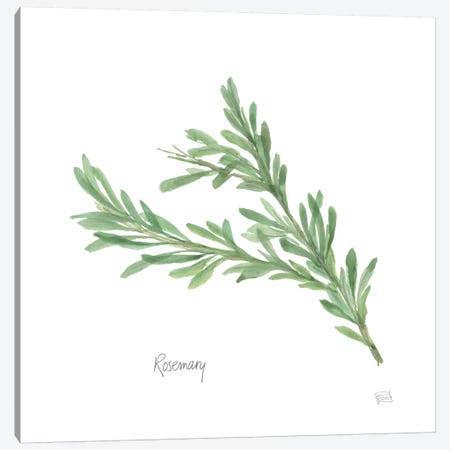 Rosemary Canvas Print #WAC5965} by Chris Paschke Canvas Wall Art