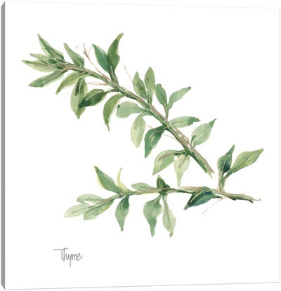 Thyme Canvas Art Print - Minimalist Nature