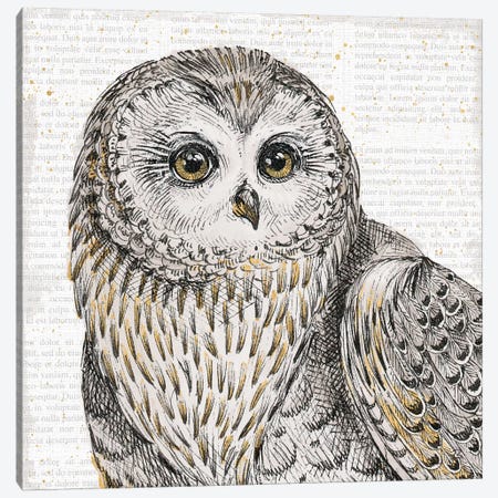 Beautiful Owls II Canvas Print #WAC6039} by Daphne Brissonnet Canvas Art Print