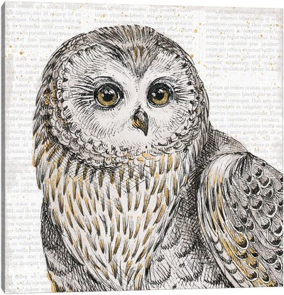 Beautiful Owls II Canvas Art Print - Wildlife Art