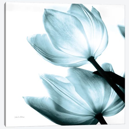 Translucent Tulips II In Aqua Canvas Print #WAC6050} by Debra Van Swearingen Canvas Print