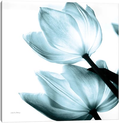 Translucent Tulips II In Aqua Canvas Art Print - Debra Van Swearingen