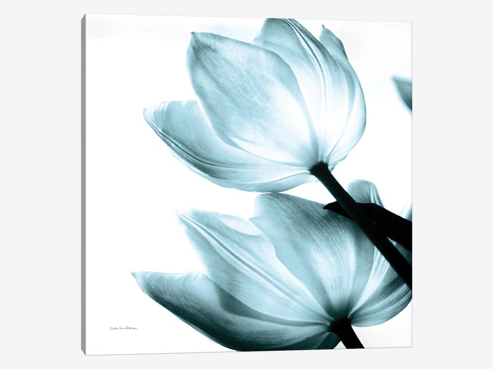 Translucent Tulips II In Aqua by Debra Van Swearingen 1-piece Art Print