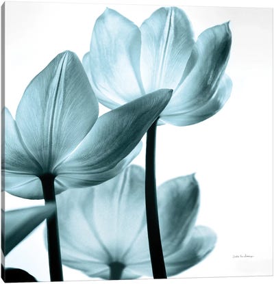 Translucent Tulips III In Aqua Canvas Art Print - Debra Van Swearingen
