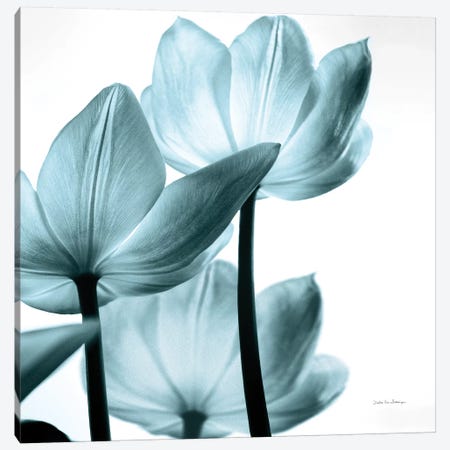 Translucent Tulips III In Aqua Canvas Print #WAC6051} by Debra Van Swearingen Canvas Art Print
