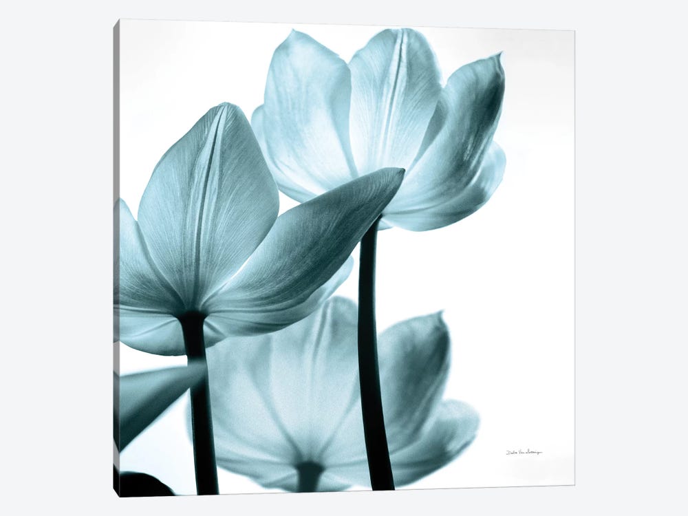 Translucent Tulips III In Aqua by Debra Van Swearingen 1-piece Canvas Artwork