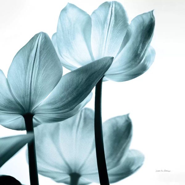 Debra Van Swearingen: Translucent Tulips III In Aqua by Debra Van Swearingen