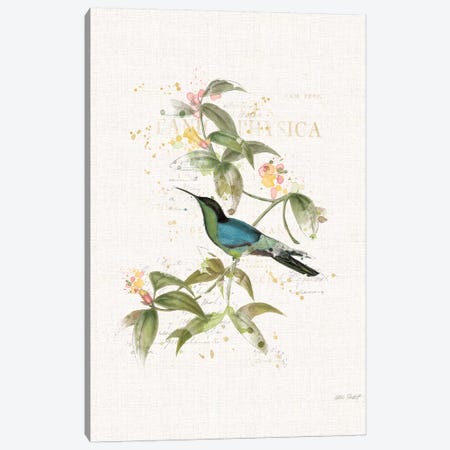 Colorful Hummingbirds IV Canvas Print #WAC6097} by Katie Pertiet Canvas Art
