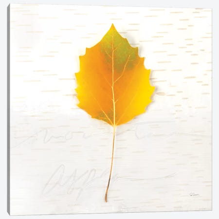 Autumn Colors III Canvas Print #WAC6407} by Sue Schlabach Canvas Print