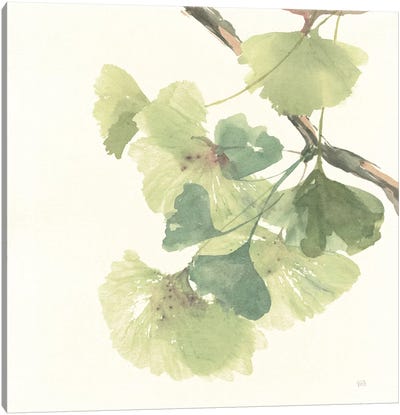 Light Gingko Leaves II Canvas Art Print - Herb Art