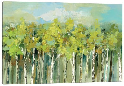 April Tree Tops Canvas Art Print - Aspen and Birch Trees