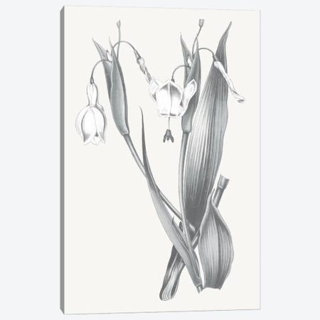 Neutral Botanical II Canvas Print #WAC6573} by Wild Apple Portfolio Canvas Artwork
