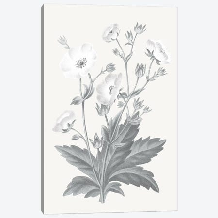 Neutral Botanical VI Canvas Print #WAC6577} by Wild Apple Portfolio Canvas Print