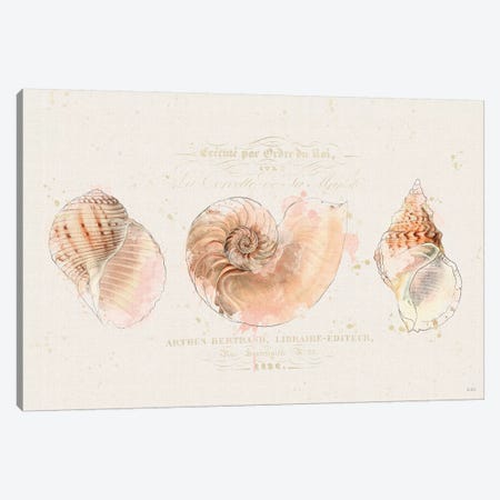 Shell Collector I Canvas Print #WAC6619} by Katie Pertiet Canvas Art Print