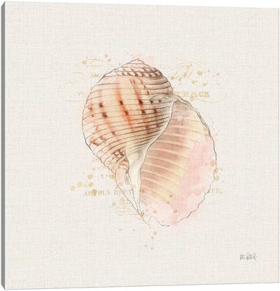 Shell Collector V Canvas Art Print - Katie Pertiet