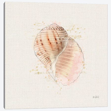 Shell Collector V Canvas Print #WAC6623} by Katie Pertiet Canvas Wall Art