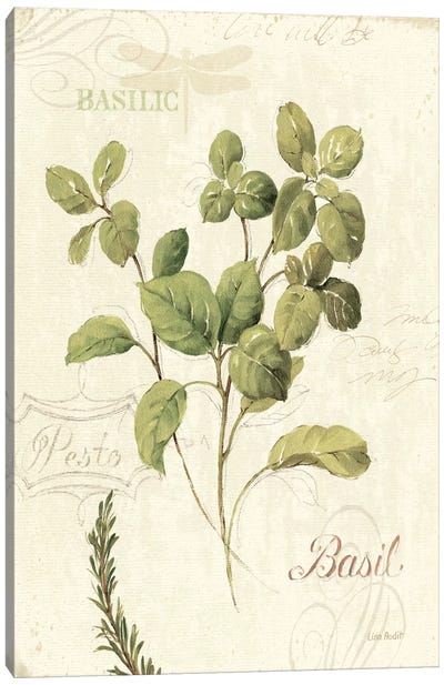 Aromatique III Canvas Art Print - Herb Art