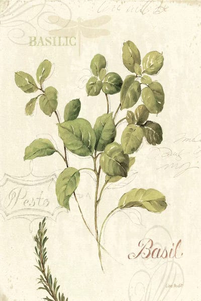 Botanical Illustrations: Aromatique III by Lisa Audit