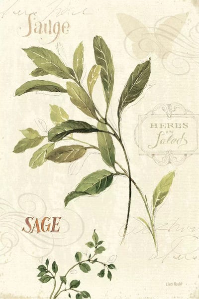 Botanical Illustrations: Aromatique IV by Lisa Audit