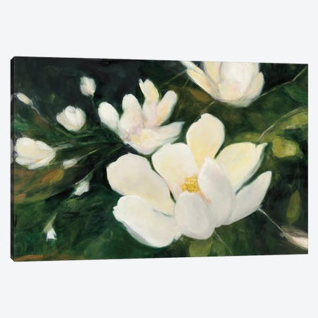 Magnolia Blooms In Zoom Canvas Print #WAC6788} by Julia Purinton Art Print