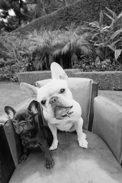 French Bulldogs: Always Friends by Jim Dratfield