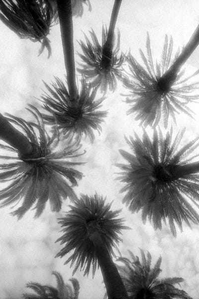 Tree Close-Ups: Amongst The Palms by Jim Dratfield