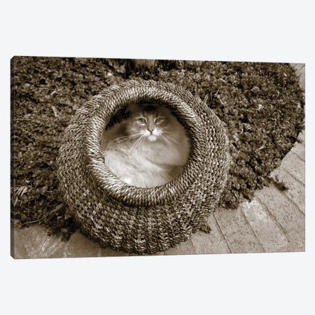 Cat In A Basket Canvas Print #WAC6934} by Jim Dratfield Art Print