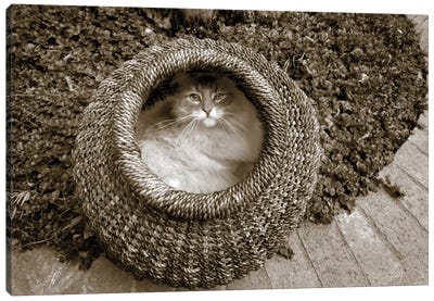 Cat In A Basket Canvas Art Print - Jim Dratfield