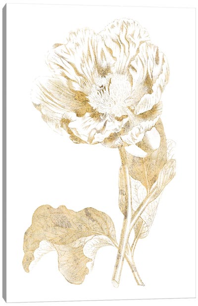 Gilded Botanical VII Canvas Art Print - Black, White & Gold Art