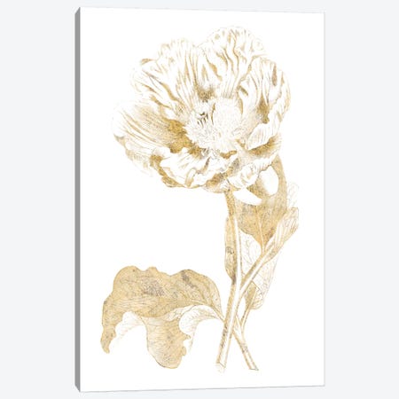 Gilded Botanical VII Canvas Print #WAC7068} by Wild Apple Portfolio Canvas Art Print