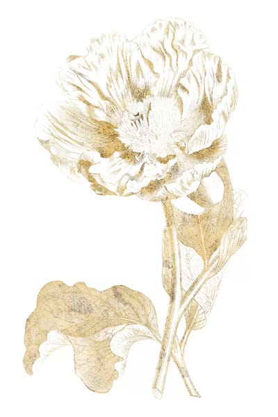 Modern Farmhouse Décor: Gilded Botanical VII by Wild Apple Portfolio