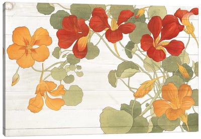 Summer Nasturtiums Cottage Canvas Art Print - Wild Apple Portfolio