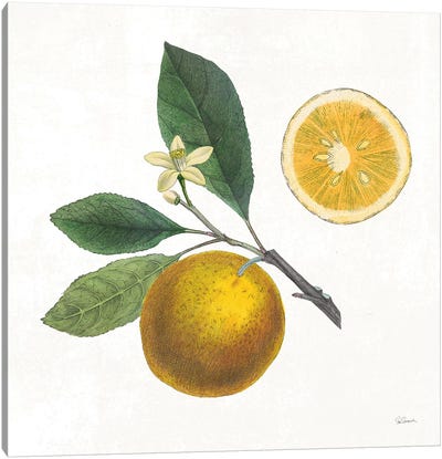 Classic Citrus II Canvas Art Print - Farmhouse Kitchen Art