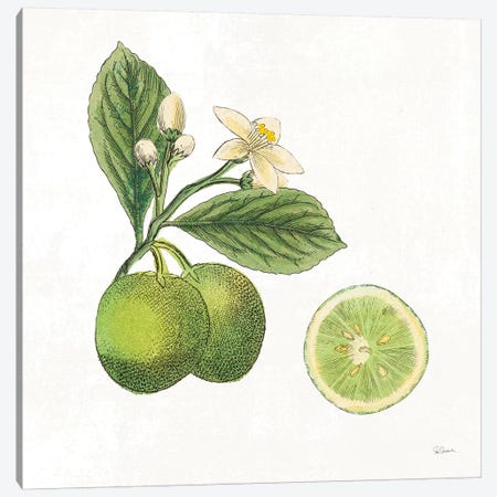 Classic Citrus III Canvas Print #WAC7080} by Sue Schlabach Art Print