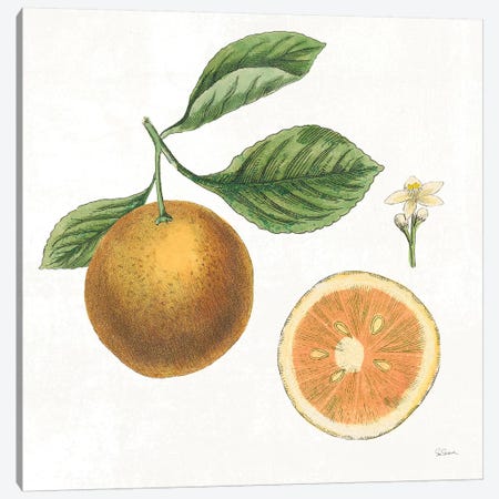Classic Citrus IV Canvas Print #WAC7081} by Sue Schlabach Canvas Print
