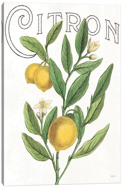 Classic Citrus V Canvas Art Print - Lemon & Lime Art