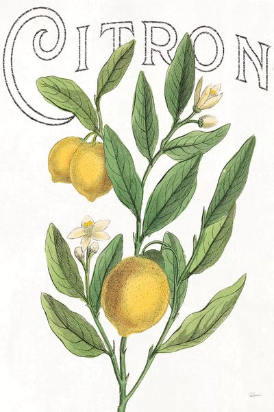 Sue Schlabach: Classic Citrus V by Sue Schlabach