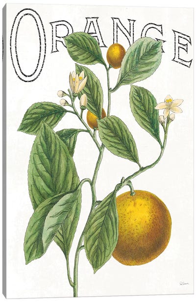 Classic Citrus VI Canvas Art Print - Orange Art