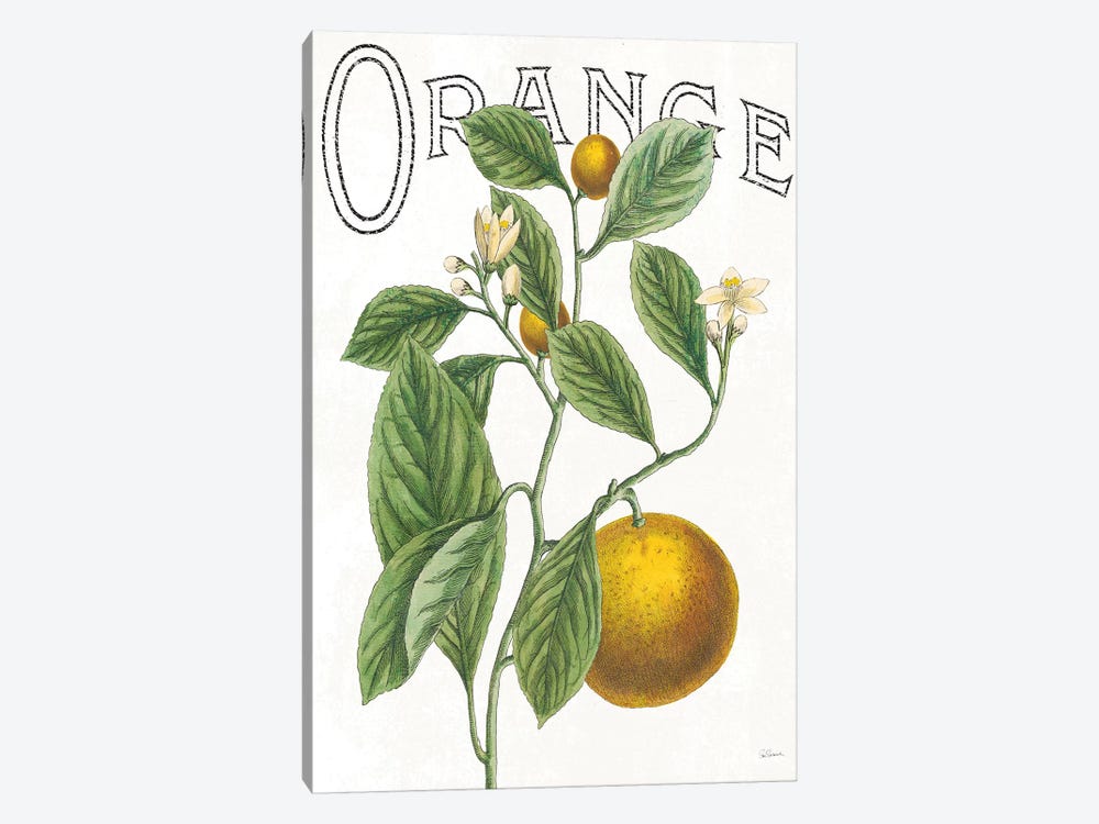 Classic Citrus VI by Sue Schlabach 1-piece Art Print