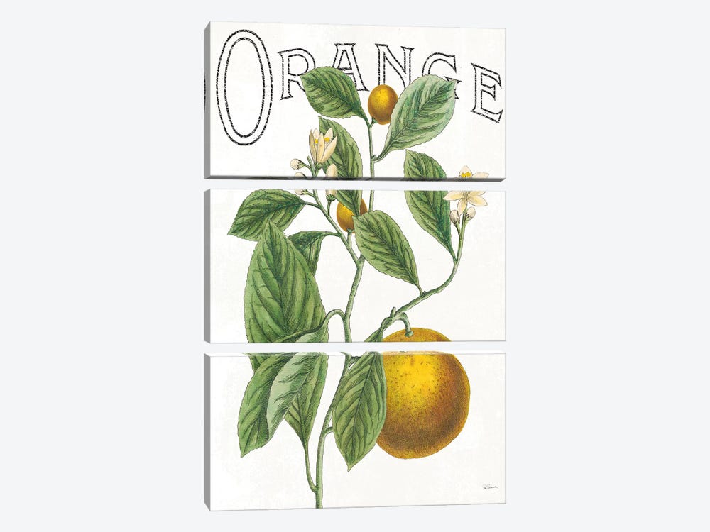 Classic Citrus VI by Sue Schlabach 3-piece Canvas Art Print