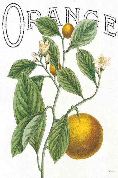 Gardening: Classic Citrus VI by Sue Schlabach