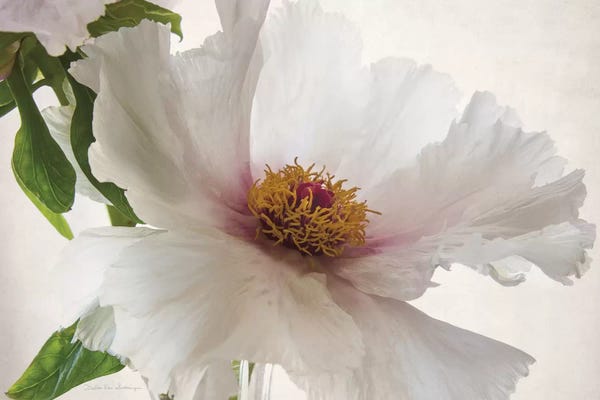 Peonies: Translucent Peony IV by Debra Van Swearingen