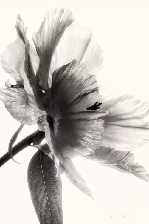 Translucent Peony, B&W I by Debra Van Swearingen wall art