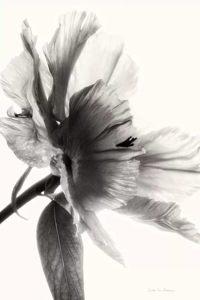 Peonies: Translucent Peony, B&W I by Debra Van Swearingen