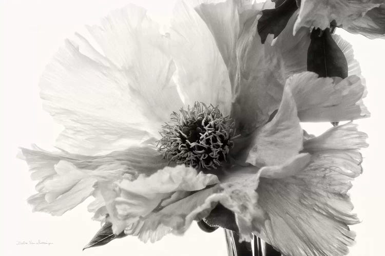 Translucent Peony, B&W III